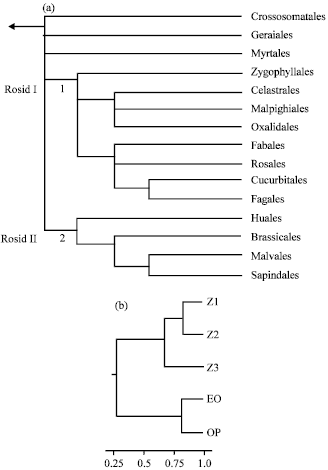 Image for - Characterization of Genetic Similarity of a Hampton Road (Virginia) Live Oak (Quercus virginiana Mil. L.) to a Historic Q. virginiana Using Rapd Markers