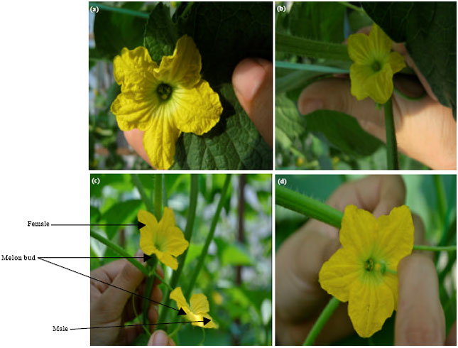 Image for - Characterization of Plant Growth, Yield and Fruit Quality of Rockmelon (Cucumis melo) Cultivars Planted on Soilless Culture