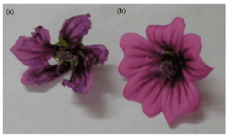 Image for - Morphological Variations with Enhanced Accumulation of Anthocyanins in Malva sylvestris L. With Accumulation of Silver Nitrate Treatment