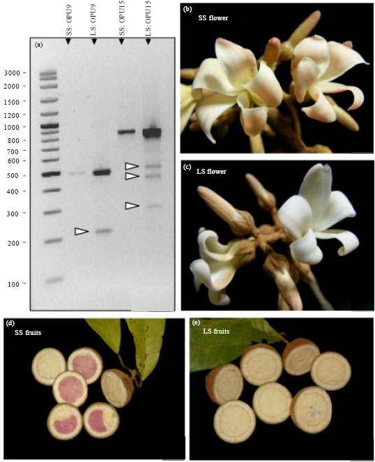 Image for - RAPD Technique Identifies Subtypes of Vatica diospyroides Symington,  a Critically Endangered Medicinal and Fragrant Plant in the Dipterocarpaceae