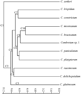 Image for - Numerical Taxonomy of Combretum Loefl. from Southeastern Nigeria