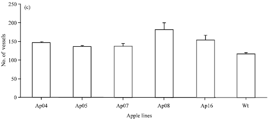 Image for - Expression of a Barley Peroxidase in Transgenic Apple (Malus domestica L.) Results in Altered Growth, Xylem Formation and Tolerance to Heat Stress