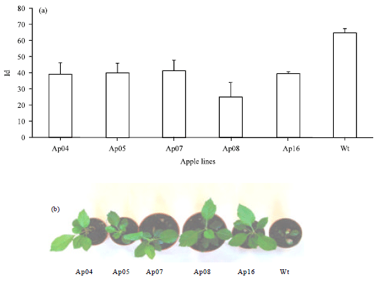 Image for - Expression of a Barley Peroxidase in Transgenic Apple (Malus domestica L.) Results in Altered Growth, Xylem Formation and Tolerance to Heat Stress