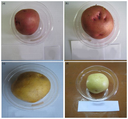 Image for - Yield, Dry Matter, Specific Gravity and Color of Three Bangladeshi Local Potato Cultivars as Influenced by Stage of Maturity