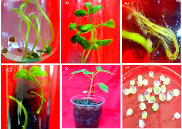 Image for - Establishment of Efficient in vitro Culture and Plantlet Generation of Tomato (Lycopersicon esculentum Mill.) and Development of Synthetic Seeds