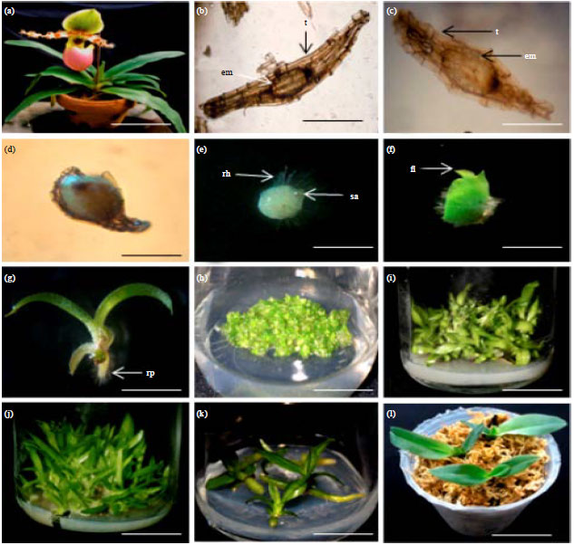 Image for - Asymbiotic Seed Germination and in vitro Seedling Development of Paphiopedilum liemianum Fowlie, an Endangered Terrestrial Orchid in Northern Sumatra, Indonesia