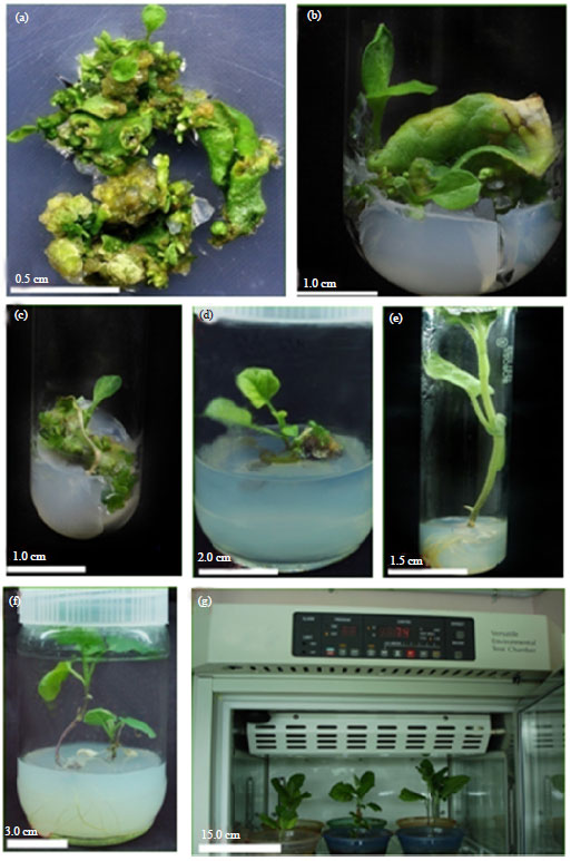 Image for - Regeneration via Direct Organogenesis from Leaf Segments of Eggplant (Solanum melongena L.)