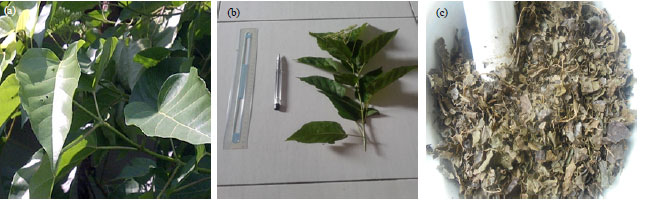 Image for - Antibacterial Activity of Buasbuas (Premna pubescens Blume) Leaf Extracts against Bacillus cereus and Escherichia coli