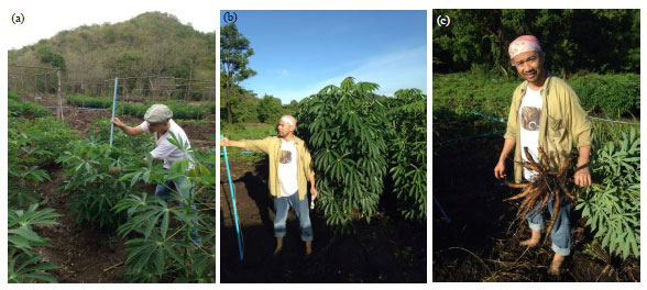 Image for - Exploration on Soil Actinomycetes Against Phytophthora sp. Causing Root Rot of Cassava and Plant Growth Promoting Activities