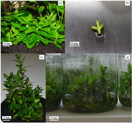 Image for - A Method for Microclonal Propagation of Staurogyne repens in Tissue Culture
