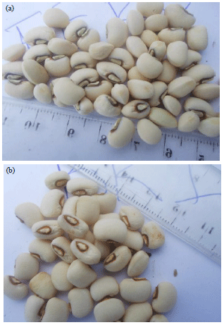 Image for - Occurrence of Nodule Occupancy in Rhizobium-Cowpea Symbiosis in Adamawa-Cameroon