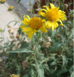 Image for - Infraspecies Identity of Verbesina encelioides (Cav.) Benth. and Hook. (Asteraceae) from Libya
