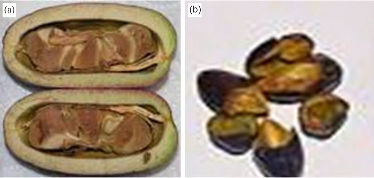 Image for - A Comparative Morphological Study on Dacryodes edulis (G. Don) H.J. Lam. and Canarium schweinfurthii England (Burseraceae)