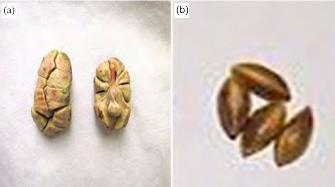 Image for - A Comparative Morphological Study on Dacryodes edulis (G. Don) H.J. Lam. and Canarium schweinfurthii England (Burseraceae)