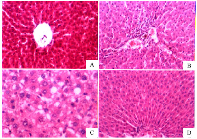 Image for - Capsaicin Ameliorates Hepatic Injury Caused by Carbon Tetrachloride in the Rat