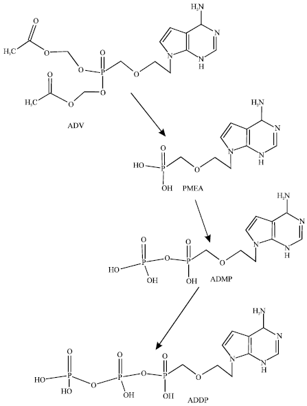 Image for - Molecular Modelling Analysis of the Metabolism of Adefovir Dipivoxil
