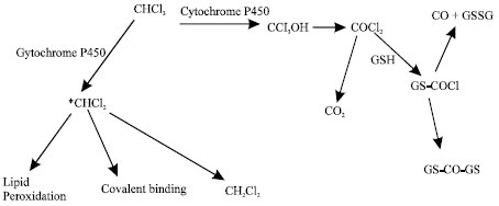 Image for - Molecular Modelling Analysis of the Metabolism of Chloroform
