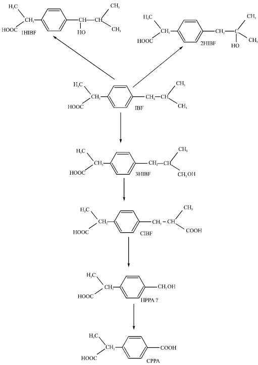 Image for - Molecular Modelling Analysis of the Metabolism of Ibuprofen