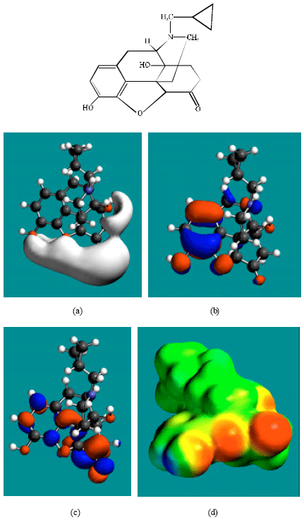 Image for - Molecular Modelling Analysis of the Metabolism of Naltrexone