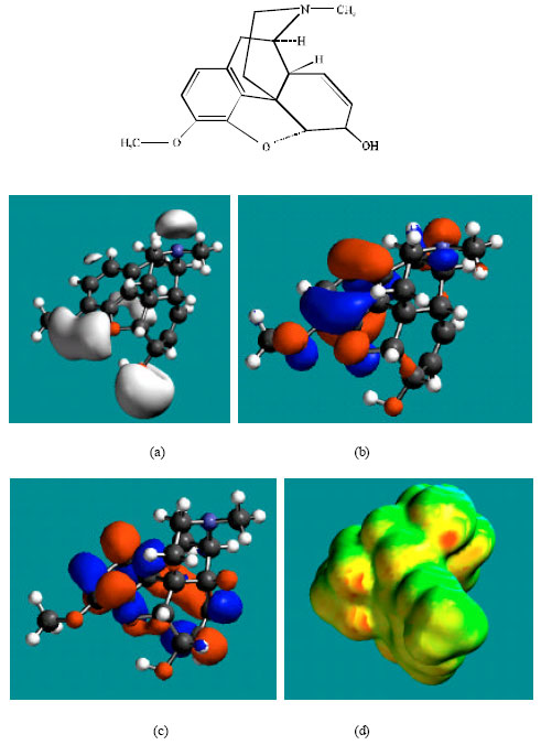 Image for - Molecular Modelling Analysis of the Metabolism of Codeine