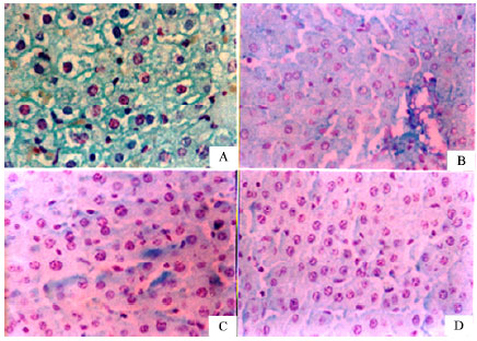 Image for - Capsaicin Ameliorates Hepatic Injury Caused by Carbon Tetrachloride in the Rat
