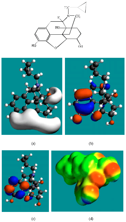 Image for - Molecular Modelling Analysis of the Metabolism of Naltrexone