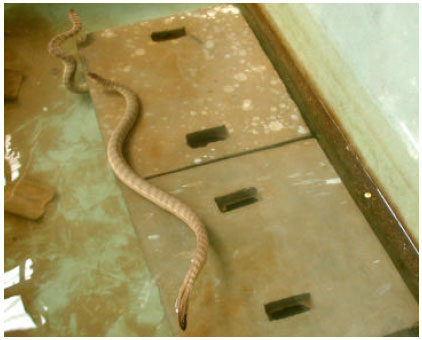 Image for - Histopathological Changes Induced in Mice after Inramuscular and Intra Peritoneal Injections of Venom from Spine-bellied Sea Snake, Lapemis curtus (Shaw, 1802)