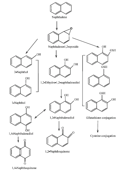 Image for - Molecular Modelling Analysis of the Metabolism of Naphthalene