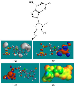Image for - Molecular Modelling Analyses of the Metabolism of Clofarabine