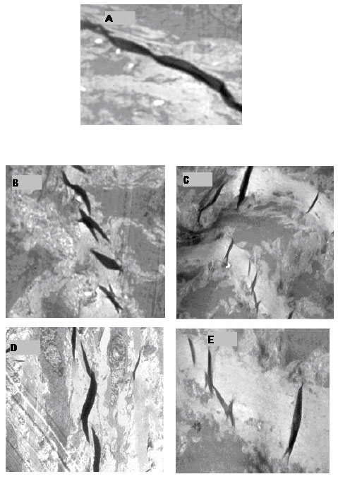 Image for - Novel Use of Uric Acid and Sodium Arsenite to Induce Vascular Endothelial Dysfunction in Rats