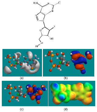 Image for - Molecular Modelling Analyses of the Metabolism of Clofarabine