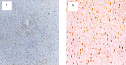 Image for - Protective Effects of Propolis Against the Amitraz Hepatotoxicity in Mice