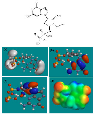 Image for - Molecular Modelling Analysis of the Metabolism of Entecavir