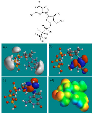Image for - Molecular Modelling Analysis of the Metabolism of Entecavir