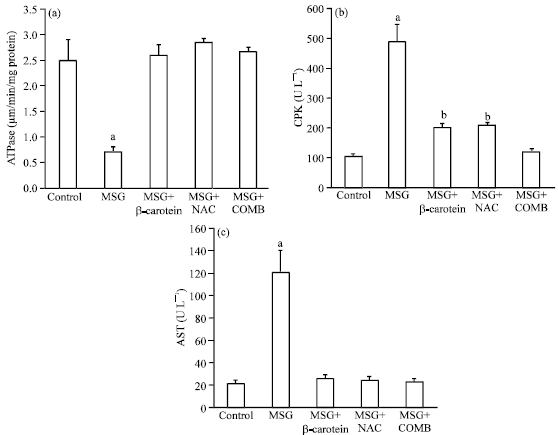 Image for - Protective Effect of N-acetyl Cysteine and/or Pro Vitamin A against Monosodium Glutamate-Induced Cardiopathy in Rats
