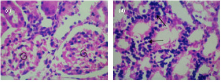 Image for - Dibutylnitrosamine Induces Histopathological Changes in Rat: Possible Protective Effects of Cinnamon Flavonoid Extract