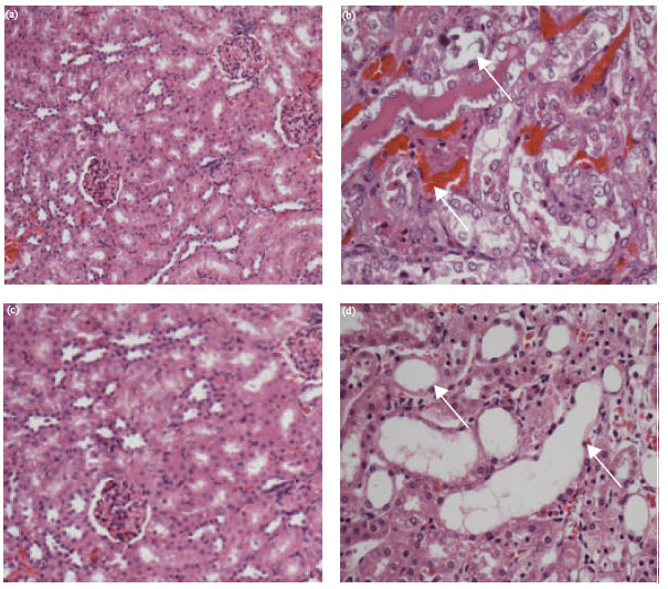 Image for - Study of Urinary Biomarkers for Nephrotoxicity in Wistar Rats