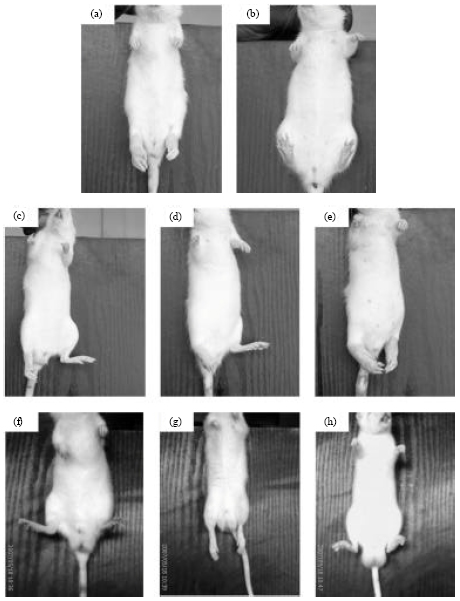 Image for - Anti-arthritic Effects of an Ethanolic Extract of Capparis erythrocarpos Isert Roots in Freund’s Adjuvant-induced Arthritis in Rats