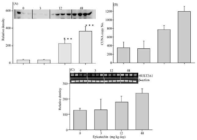 Image for - (-)Epicatechin Regulation of Hydroxysteroid Sulfotransferase STa (rSULT2A1) Expression in Female Rat Steroidogenic Tissues