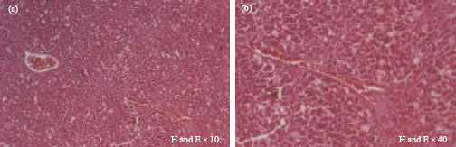 Image for - Hepatoprotective Activity of Capparis decidua Aqueous and Methanolic Stems Extracts Against Carbon Tetrachloride Induced Liver Histological Damage in Rats