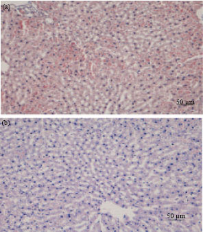Image for - Acute and Sub Chronic Oral Toxicity Assessment of the Ethanolic Extract 
  from the Rind of Nephelium lappaceum in Rats