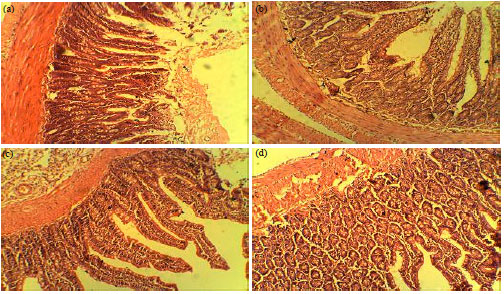 Image for - Effect of A. precatorius Aqueous Seed Extract on the Histology of Kidney, Lungs and Intestines of Wistar Rats