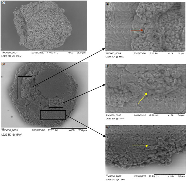 Image for - Cytotoxic Evaluation Using Murine Fibroblasts (L-929) Three Dimensional Cell Culture Technique