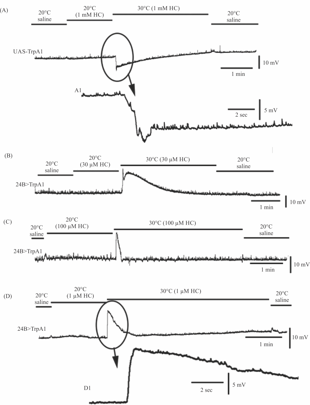 Image for - Mechanosensitive Proteins in Regulating Heart Rate in Larval Drosophila