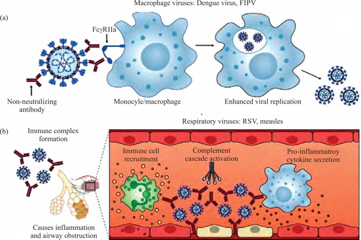 Image for - Immune Response and Antibody-Dependent Mechanism Against Viral Infections: SARS-CoV-2 Vaccine as a Case Study