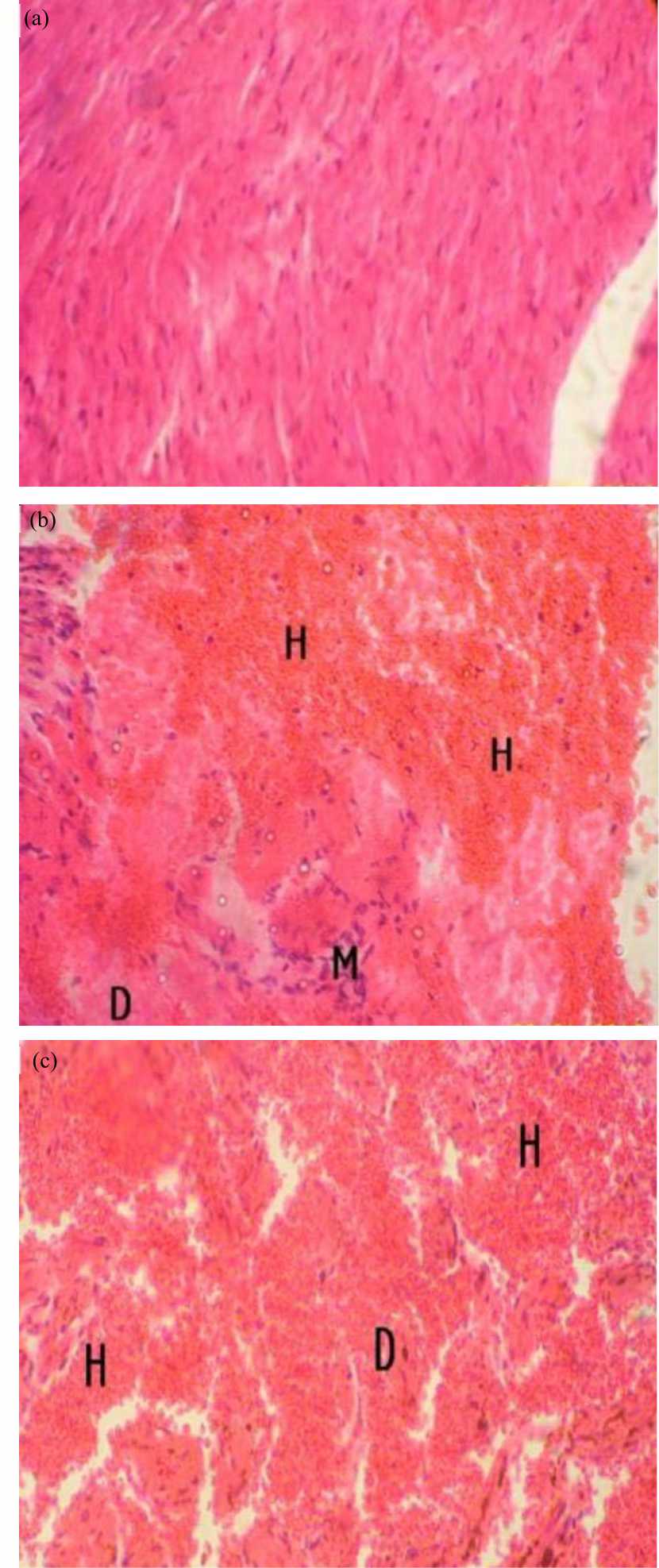 Image for - Toxicological Evaluation and Therapeutic Index of Ethanolic Leaf Extract of Acanthus montanus (Acanthaceae) in Mice