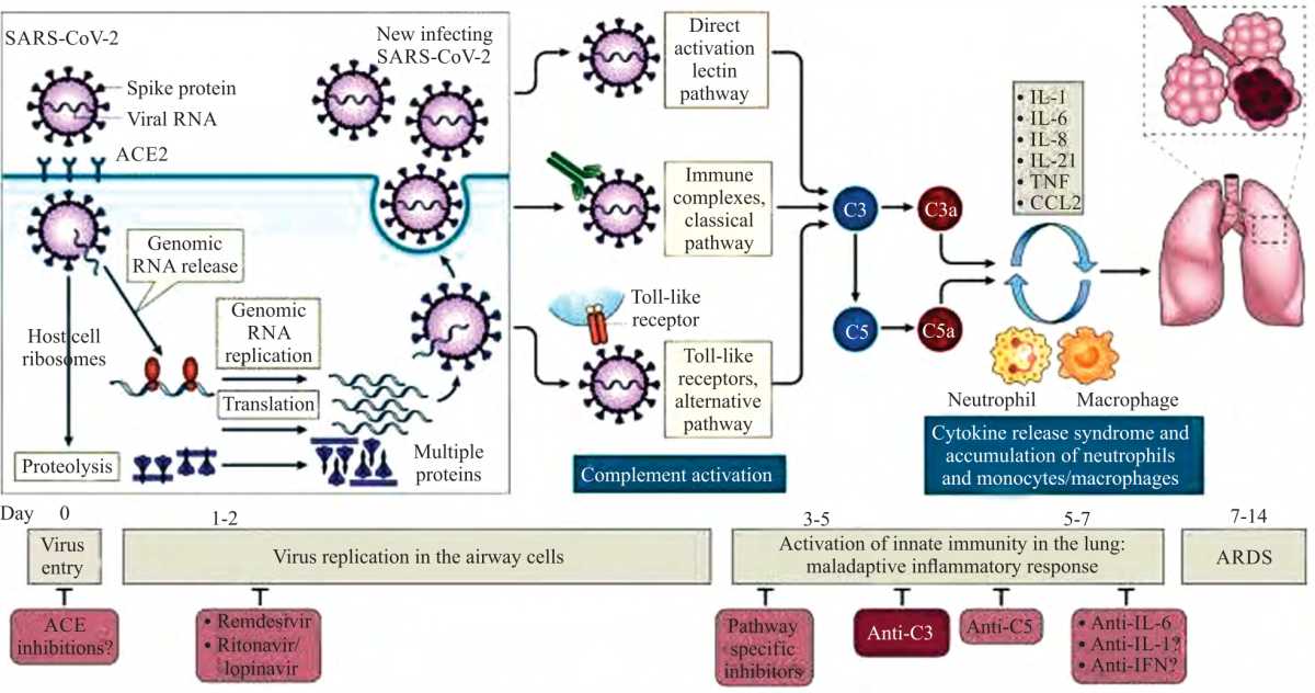 Image for - Immune Response and Antibody-Dependent Mechanism Against Viral Infections: SARS-CoV-2 Vaccine as a Case Study