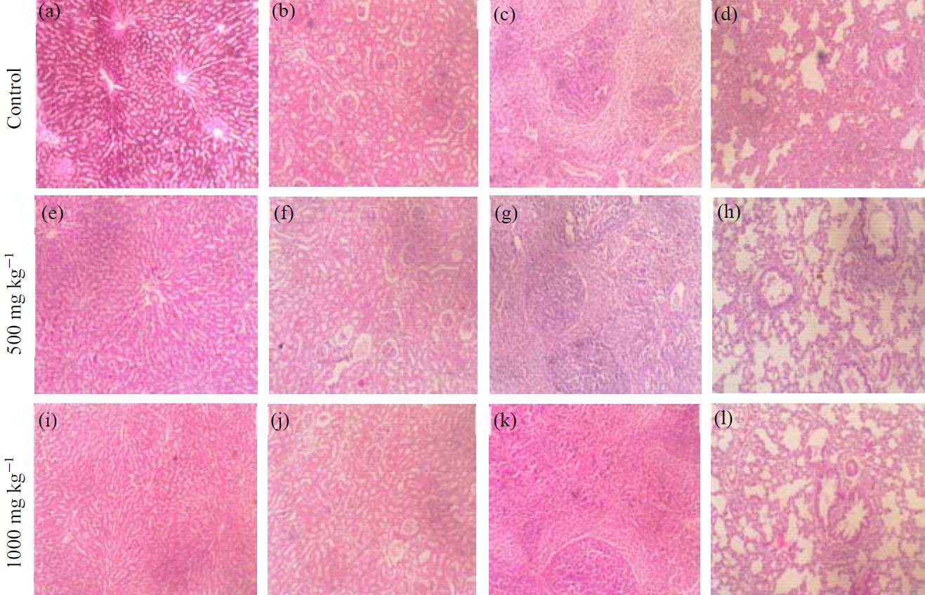 Image for - Assessment of in vivo and in ovo Toxicity of the Maytenus senegalensis Roots Hydroalcoholic Extract