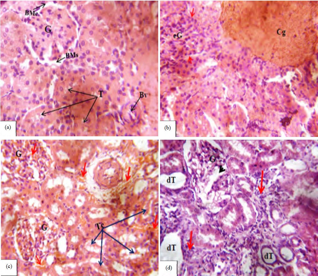 Image for - Comparative in vivo Evaluation of Rat Liver and Kidney Histomorphology Following Treatments with Doxorubicin, Acetaminophen and Anti-Tubercular Drugs