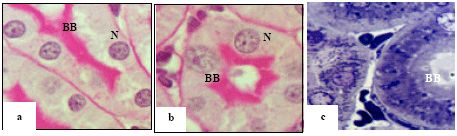 Image for - Biosafty of Ajwa Date against Biotoxicty of Ochratoxin (A) on Proximal Renal Tubules of Male Rat